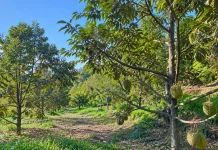 Petik Durian Jadi Daya Tarik Baru Agrowisata di Buleleng