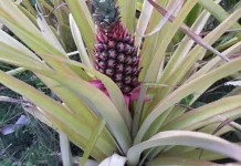 Rahasia Sehat Buah Nanas Menurut Medis Modern dan Lontar Taru Pramana