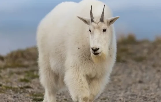 Mengapa Kambing Gunung Bisa Memanjat Tebing Curam?
