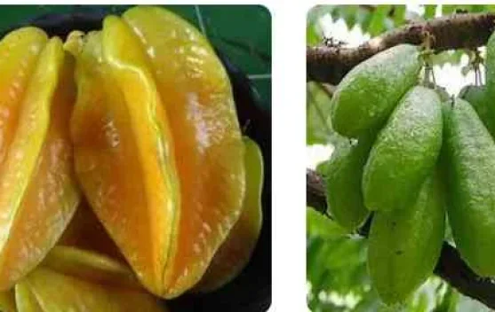 Belimbing Buah dan Belimbing Sayur, Apa Bedanya?