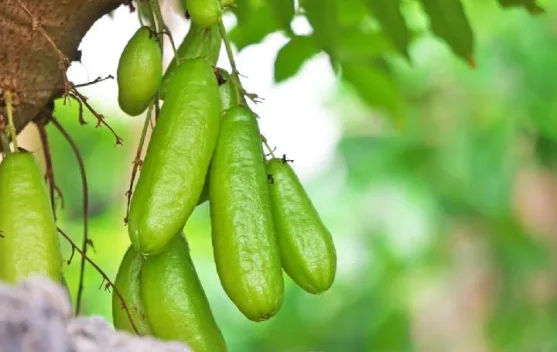 Belimbing Sayur, Buah Asam yang Kaya Manfaat