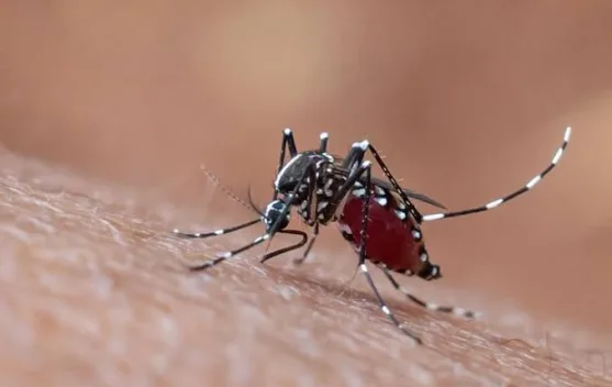 Latar Belakang Peringatan Hari Demam Berdarah Dengue ASEAN