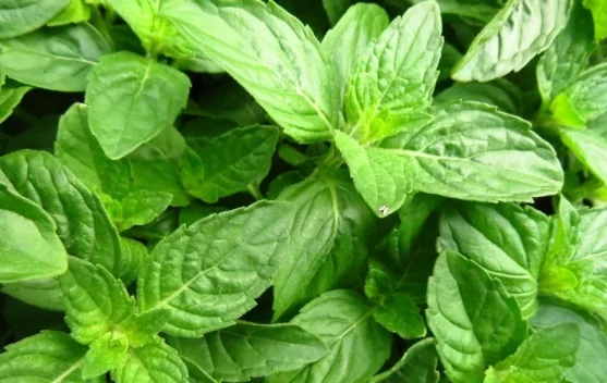 Daun Kemangi, Bahan Sederhana yang Kaya Rasa dan Manfaat untuk Menu Sehari-hari