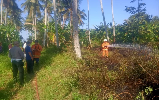 Diduga akibat Puntung Rokok, Kebun Kosong di Mendoyo Terbakar