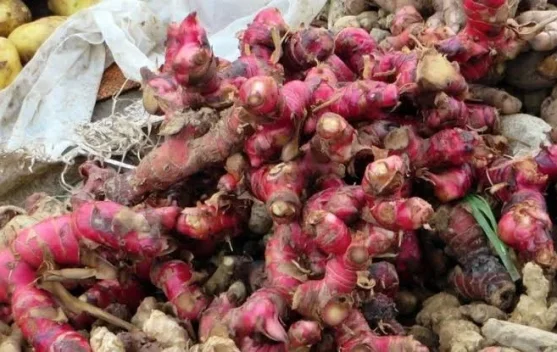 Mengenal Manfaat Rempah Jahe Merah untuk Menjaga Imunitas Tubuh