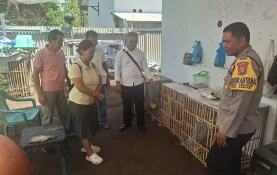 Diduga Curi Dua Ayam, Residivis di Sawan Dibekuk Polisi Kurang dari 24 Jam