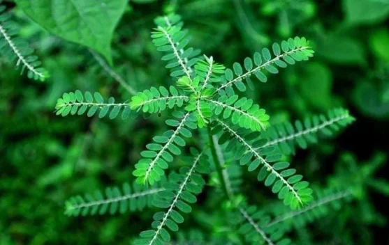 Kemeniran, Tanaman Herbal yang Layak Dilestarikan