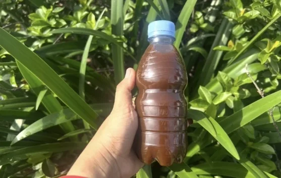 Dari Sampah Dapur Jadi Cairan Ajaib: Rahasia Membuat Eco Enzyme untuk Rumah dan Bumi