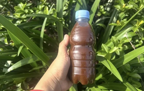 Masih Bingung? Begini Langkah-Langkah Membuat Eco Enzyme Sendiri di Rumah