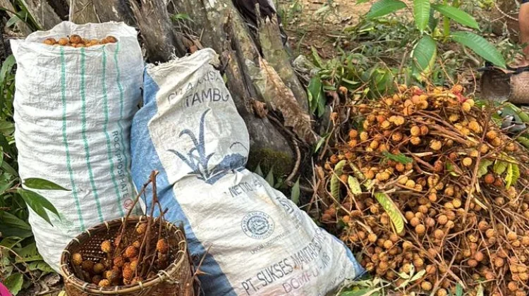 Inilah Jenis Buah Langka, Hutan Kalimantan Barat