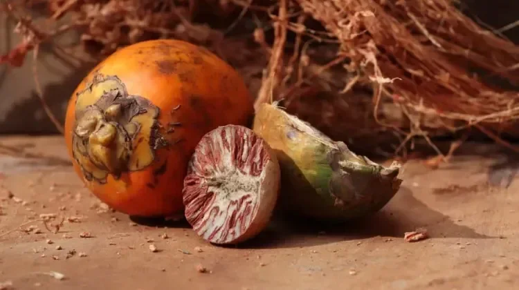 Buah Pinang dan Ragam Manfaatnya bagi Kesehatan