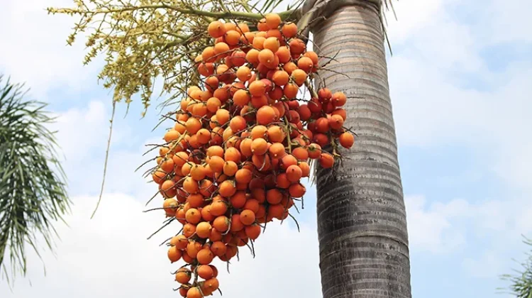 Waspadai Bahaya Buah Pinang dan Cara Konsumsi Bijak