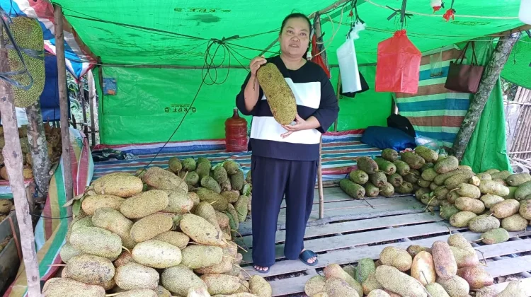 Musim Cempedak,Pedagang di Sintang Raup Untung