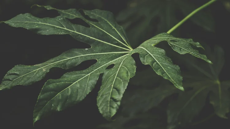 Cara Menghilangkan Rasa Pahit pada Daun Pepaya