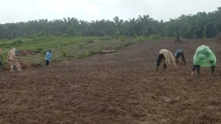 Kelompok Tani Desa Binjai Lakukan Penanaman Jagung Hibrida