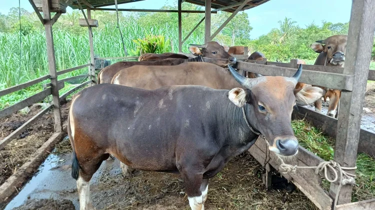 Populasi Menurun, Harga Daging Sapi di Sintang Melambung