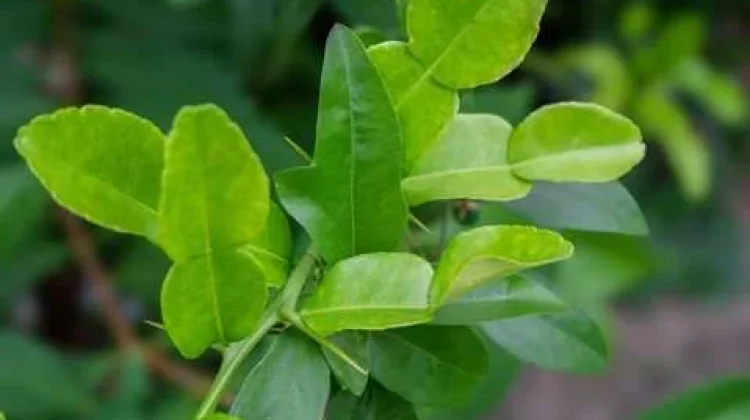 Manfaat Daun Jeruk Purut untuk Kesehatan