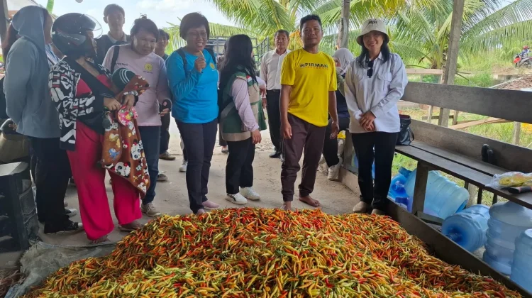 Petani Milenial Sintang Panen Cabai 800 Kilogram