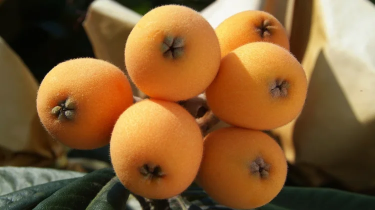 Mengenal Buah Loquat dan Manfaatnya
