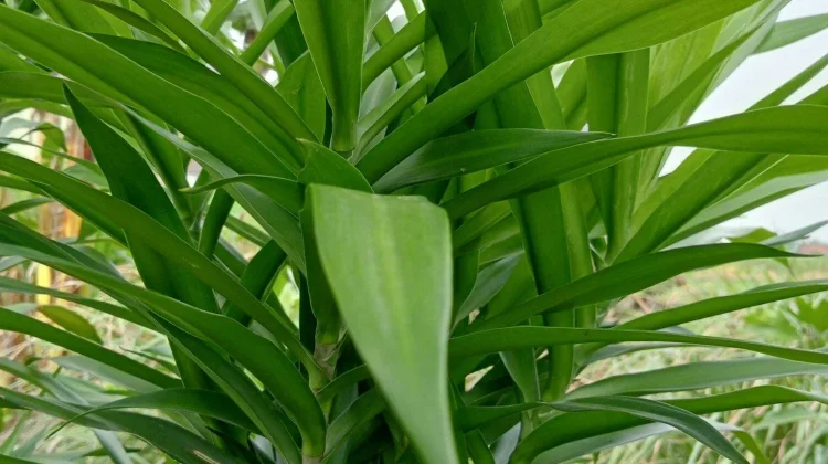 Manfaat Daun Suji