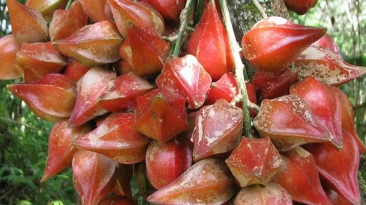 Belimbing Darah, Buah Eksotis Dari Jantung Kalimantan