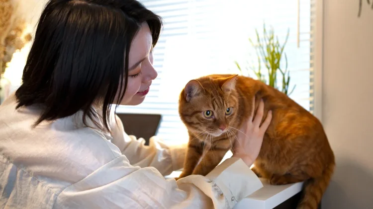 Perilaku Kucing Memijat, Kapan termasuk Normal dan Perlu Diwaspadai?