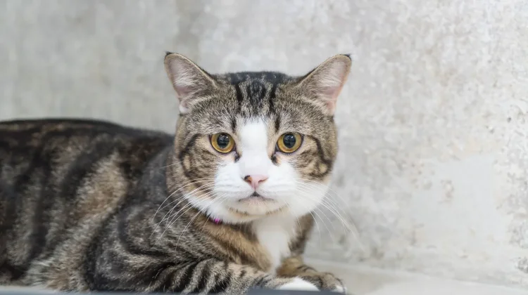 Kucing Suka “Pijat-Pijat”? ternyata Ini Arti di Balik Tingkah Gemasnya