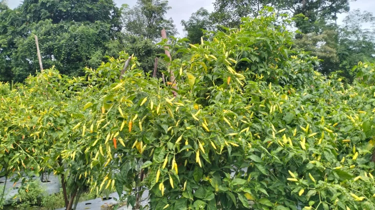 Harga Cabai di Sintang Mahal