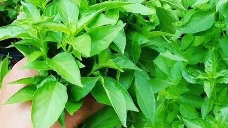 Berbagai Manfaat Daun Kemangi Bagi Kesehatan