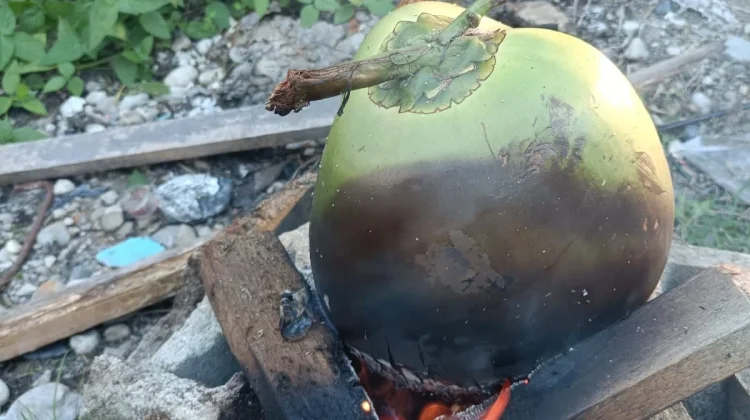 Cara Membuat Kelapa Bakar agar Masak Sempurna