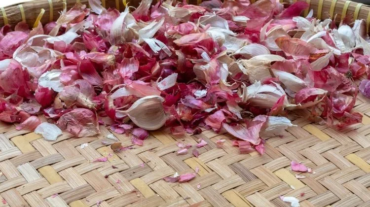 Manfaat Kulit Bawang Merah untuk Tanaman
