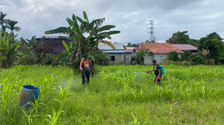 Polres Sekadau Dukung Perkembangan Lahan Demplot Jagung Hibrida