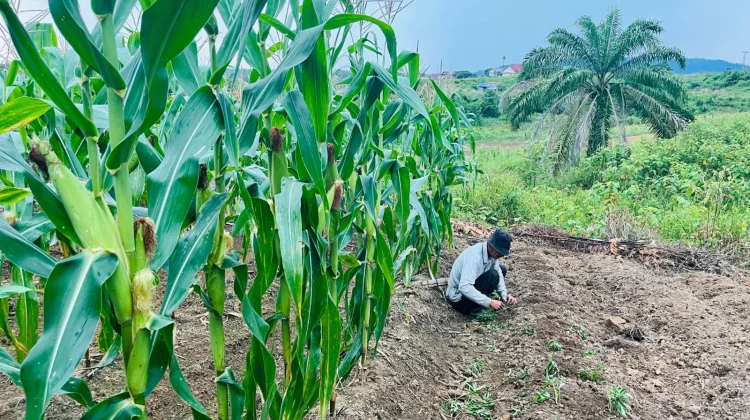 Polres Melawi Dukung Program Presiden Optimalkan Lahan Jagung