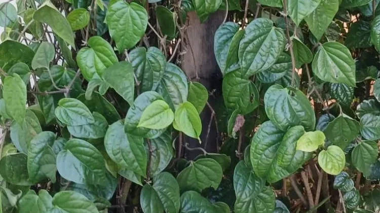 Manfaat Daun Sirih untuk Kesehatan