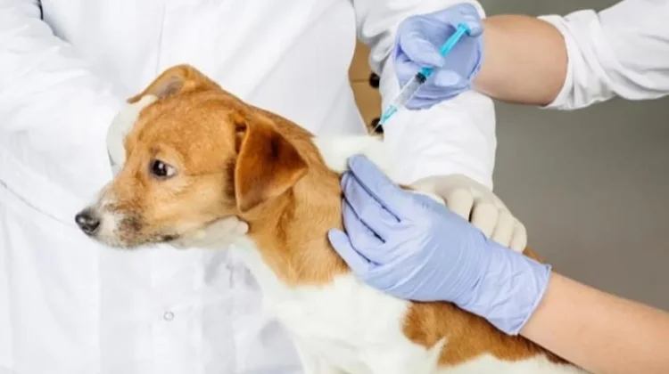 Vaksinasi dan OJT Surveilans, Upaya Sintang Kendalikan Rabies