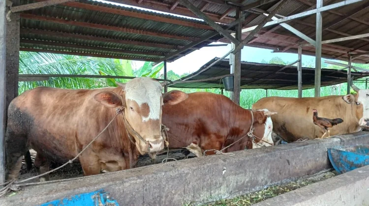 Stok Hewan Kurban Sintang Dipastikan Aman