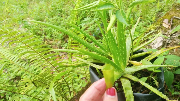 Lidah Buaya Tanaman yang Kaya akan Manfaat