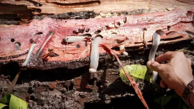 Mengenal Tembiluk,cacing kayu Kuliner Unik Suku Dayak