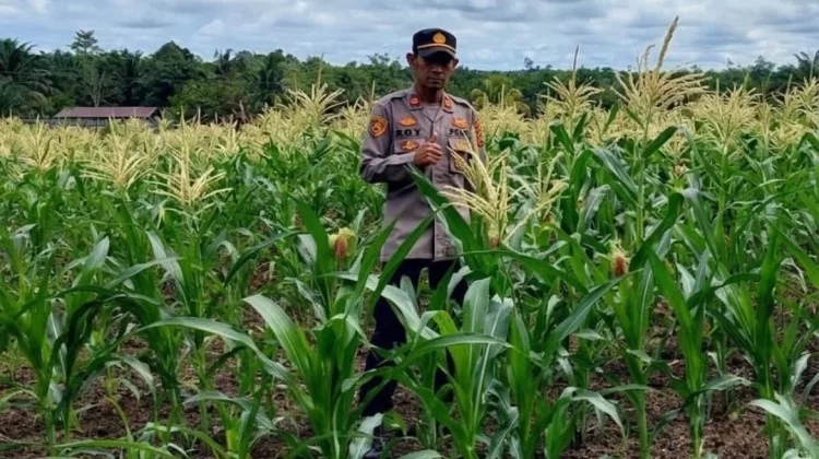 Polsek Binjai Hulu Optimalkan Penanaman Jagung Dukung Swasembada Pangan