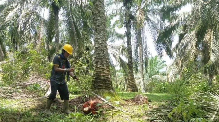 Serikat Buruh Sintang Dorong Peningkatan K3 dan Jaminan Sosial bagi Pekerja