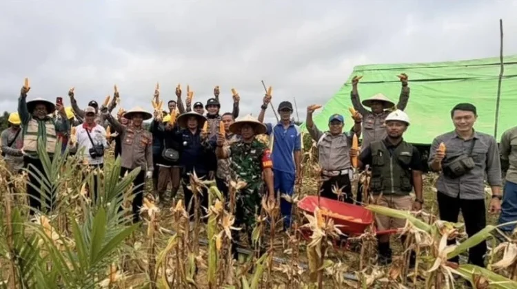 Jajaran Polsek Pengkadan Panen Jagung