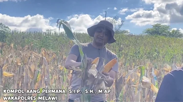 Wakapolres Melawi Panen Raya Jagung