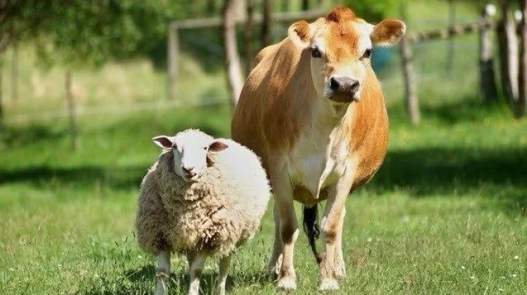 Tips Memilih Hewan Qurban yang Layak