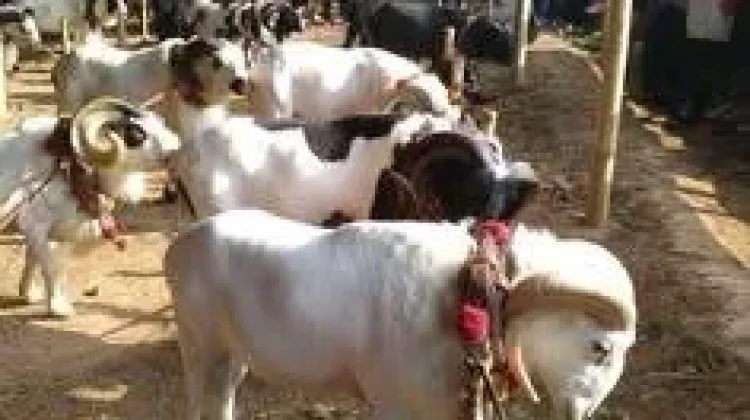 Daftar Artis yang Berqurban Setiap Tahun