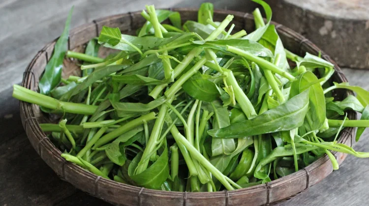 Kangkung: Sayuran Murah dengan Manfaat Mewah untuk Anak