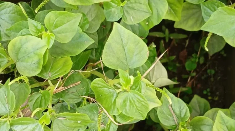 Manfaat Daun sirih cina