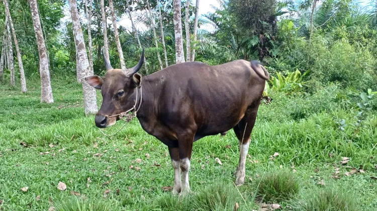 Peternak Lokal Kewalahan Siapkan Sapi Kurban