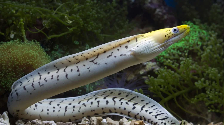 Mengenal Ikan Sidat