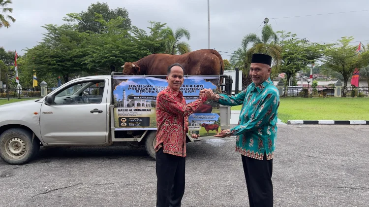 Sapi Kurban Presiden RI untuk Sintang Disalurkan ke Masjid Al-Mubarokah