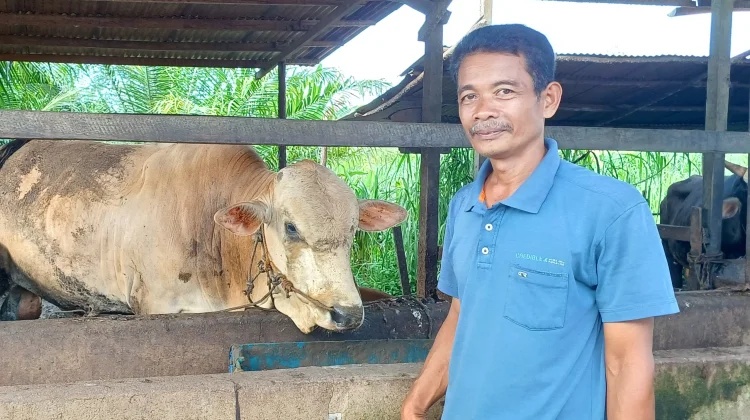 Mujadi Bangga Sapi Miliknya Terpilih untuk Kurban Presiden di Sintang 1447 H